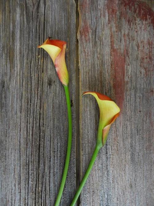 ORANGE MINI CALLAS